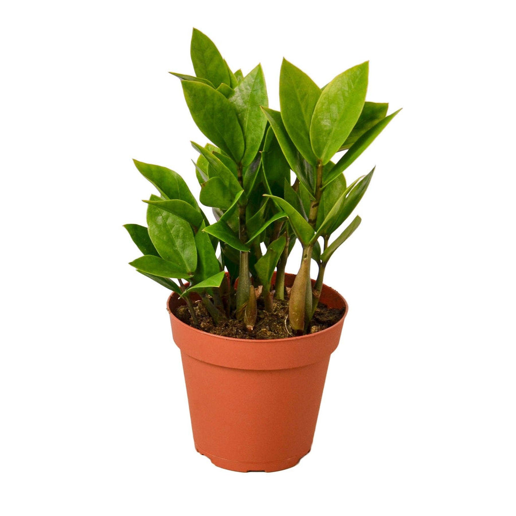 ZAMIOCULCAS ZAMIIFOLIA  3-inch Established ZZ Plant