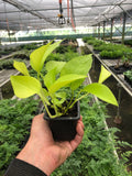 Neon Pothos Plant - 3-Inch Pot - Perfect for Home Decor