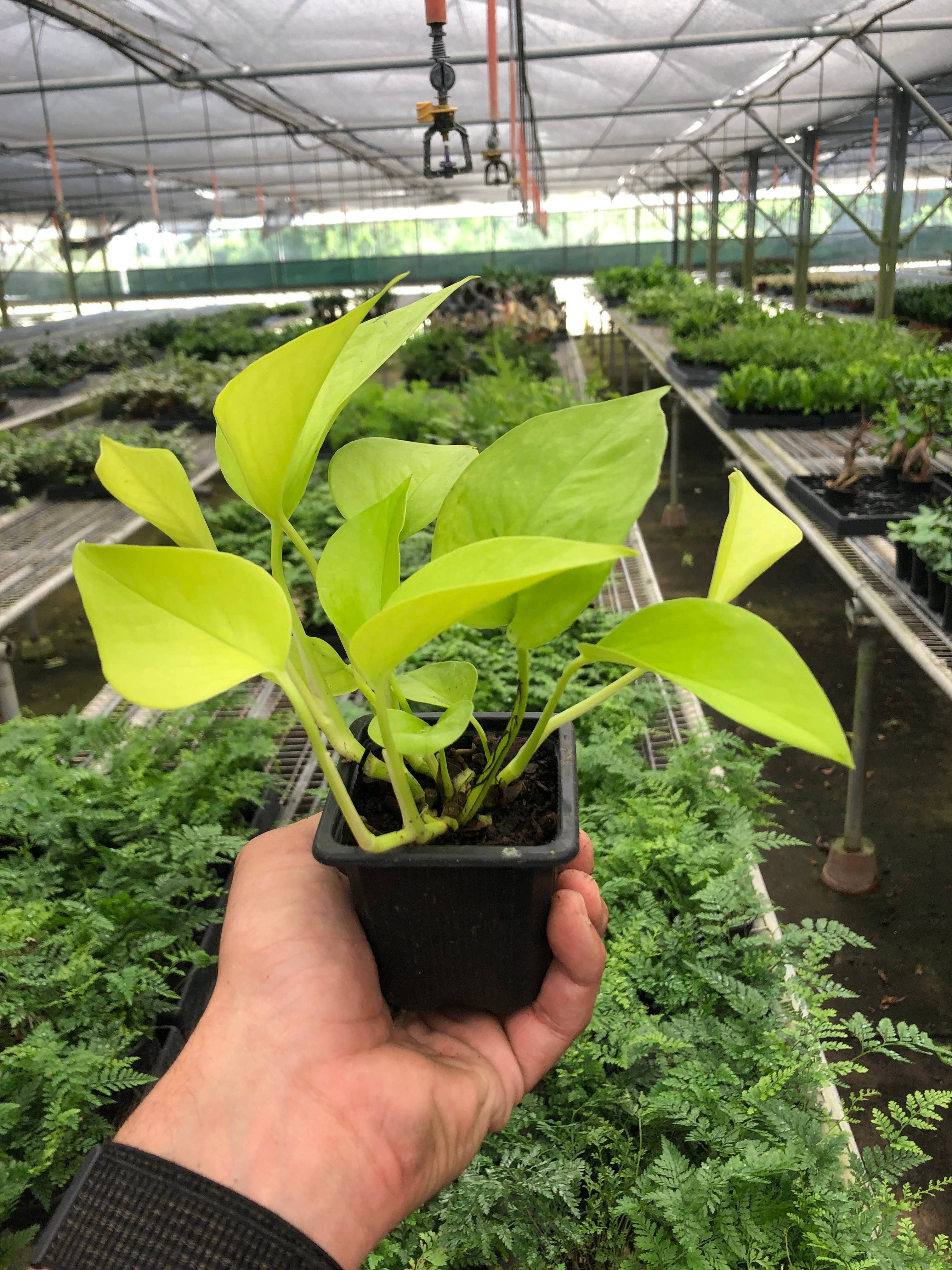 Neon Pothos Plant - 3-Inch Pot - Perfect for Home Decor