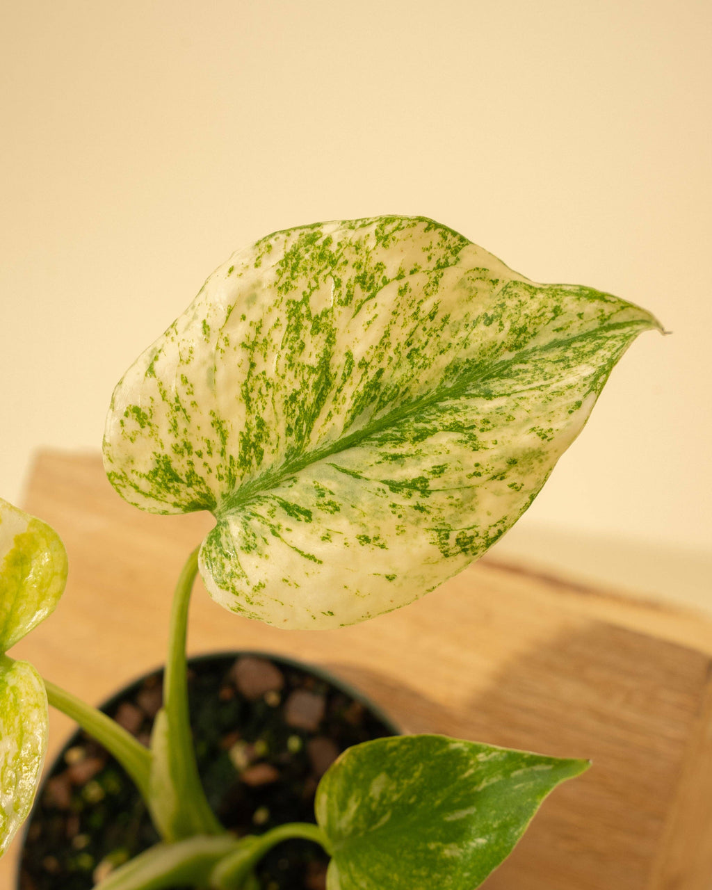 Monstera Mint in 4" Pot - New Leaves Emerging Minty Green